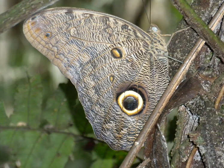 MARIPOSA OJO DE BUHO