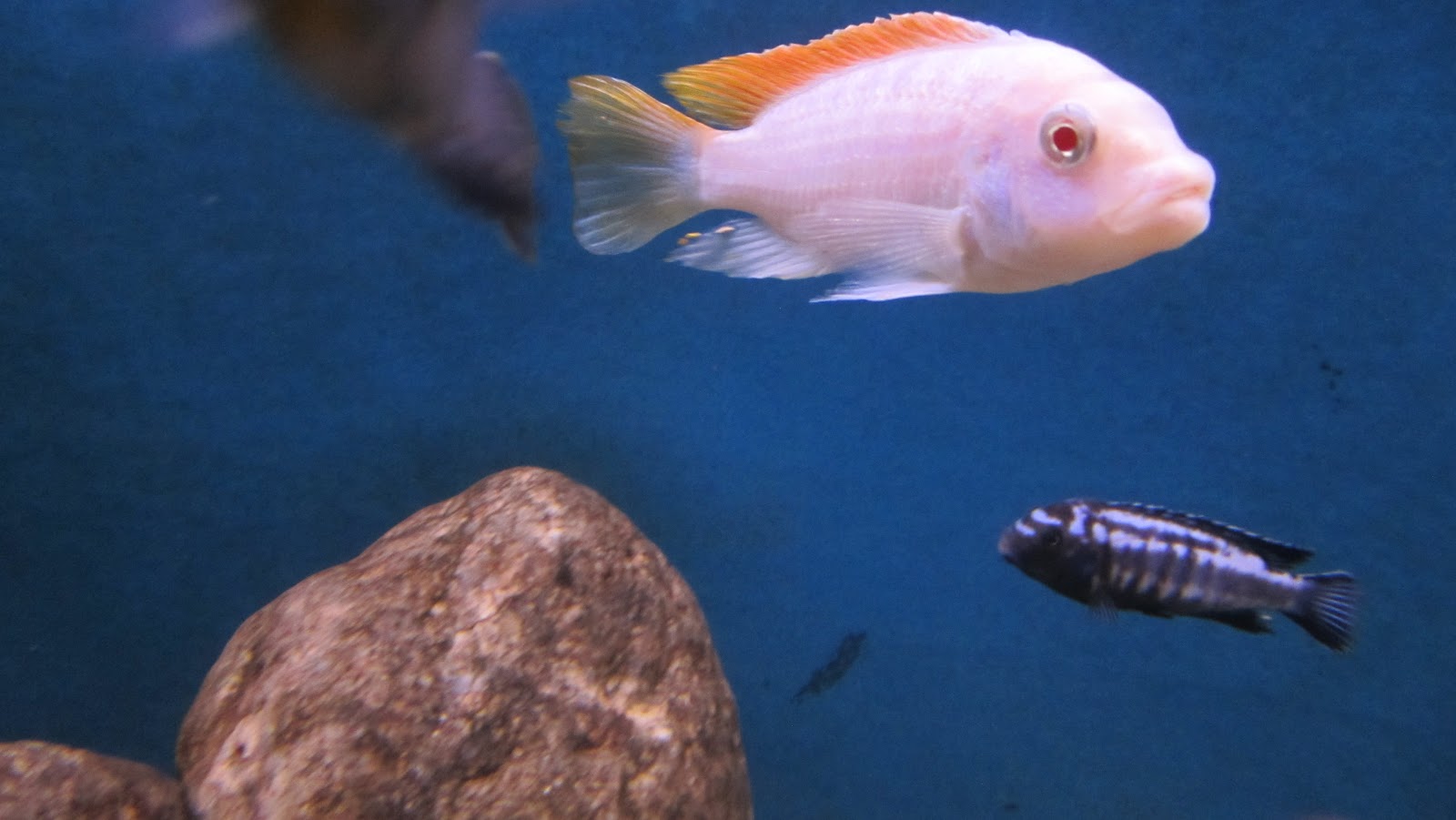 Ice Blue Albino