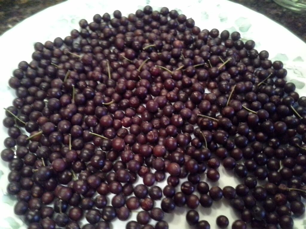 Making Hackberry Energy Bars and Hackberry Milk wildcrafting The