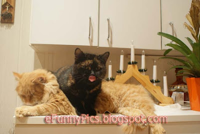 Cats Smooch