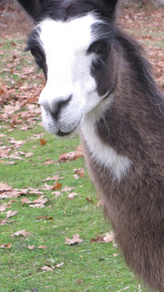 llama Taft Hill Farm WWOOF USA West Townshend, VT