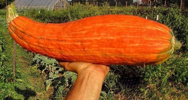Each squash appears to be roughly the size of a Chipotle burrito.