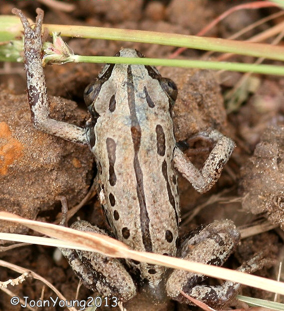South African Photographs Bubbling Kassina (Kassina senegalensis)