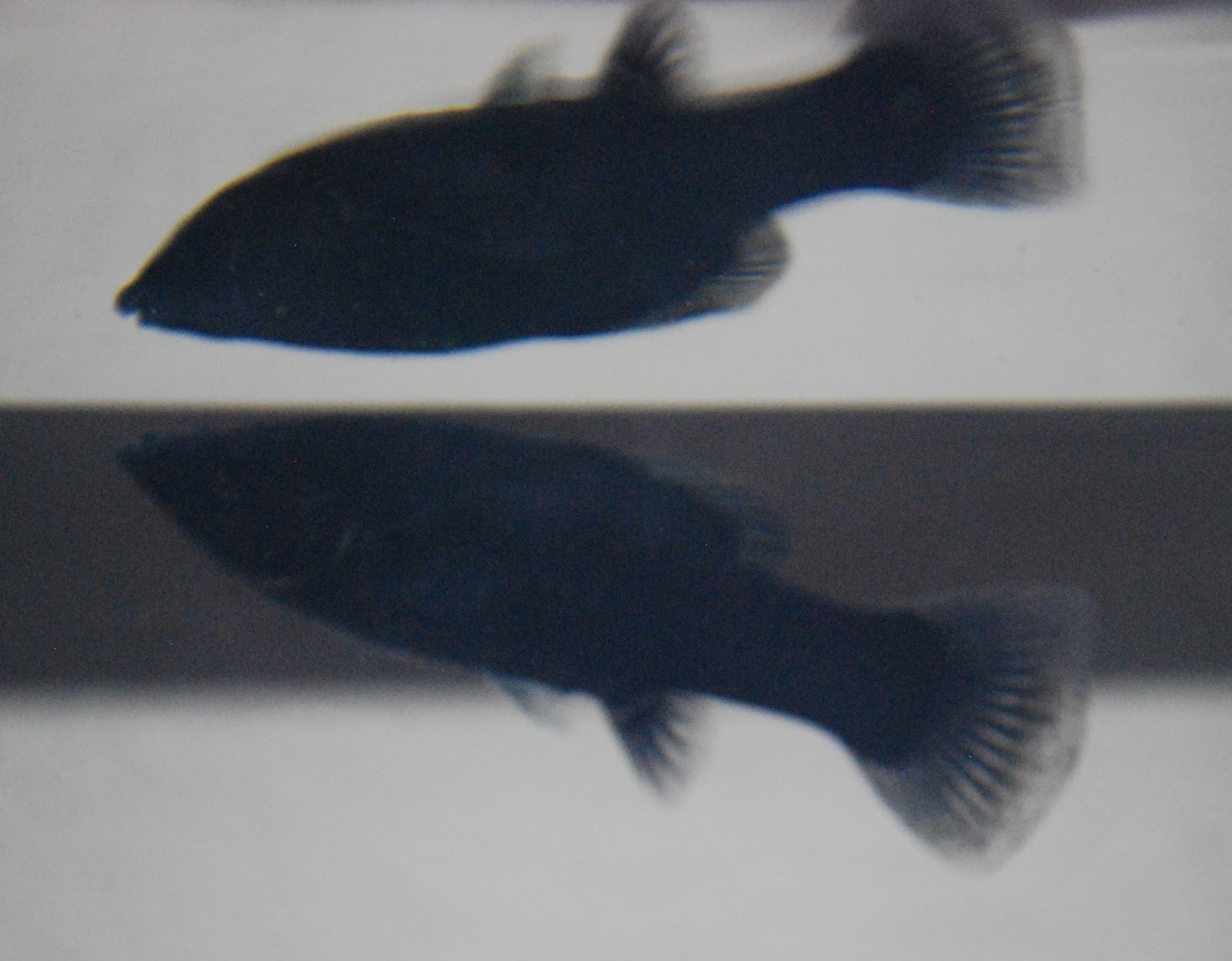 Champagne Thursdays: One Fish Two Fish Red Fish Blue Fish