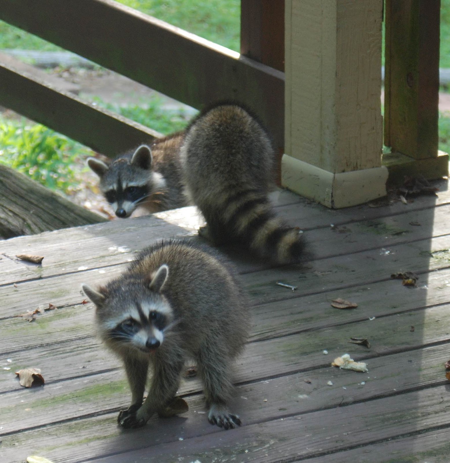 BaitRageous Raccoon Invasion!
