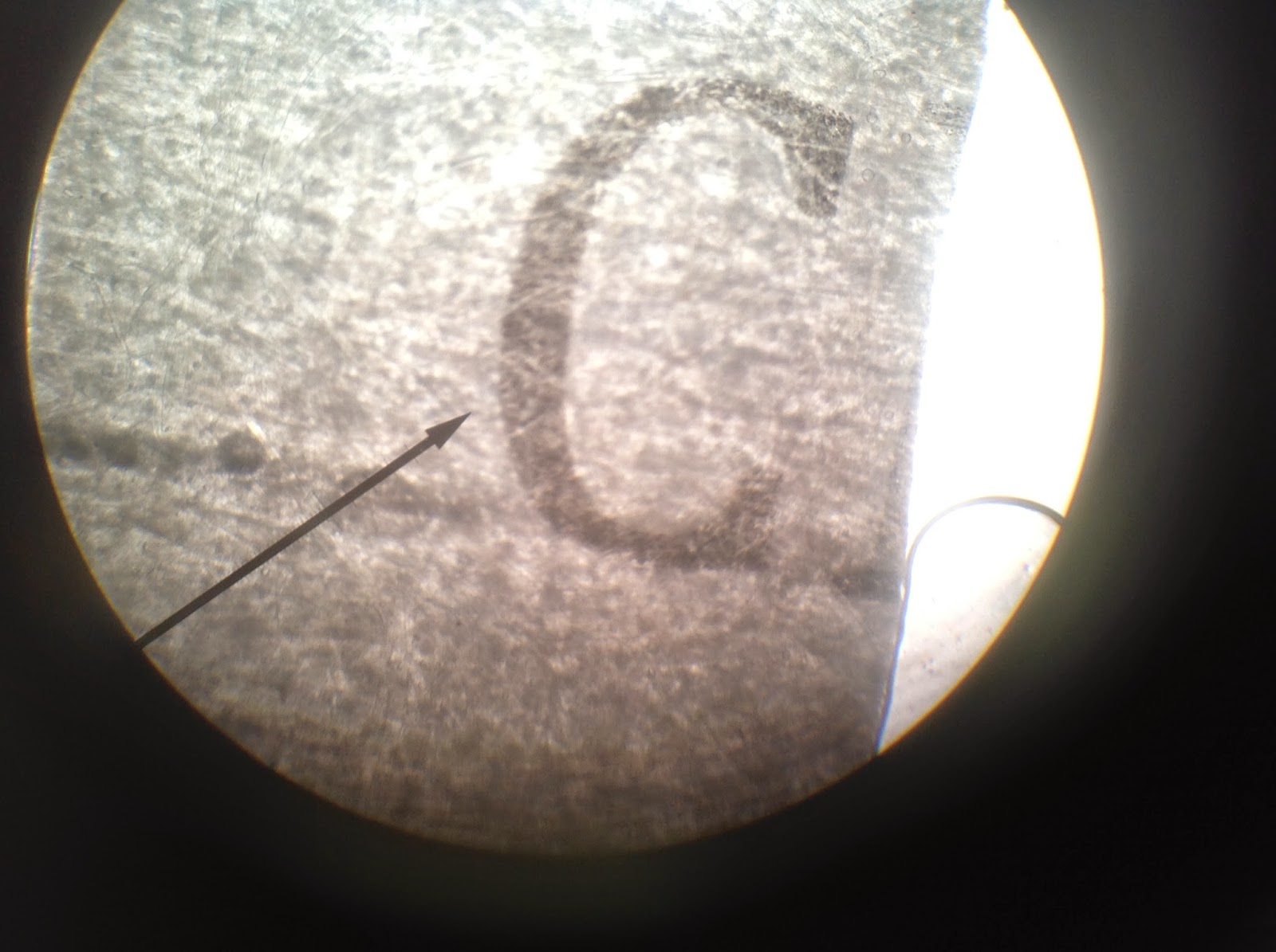 Biology Honors Blog Dialysis Tubing Lab