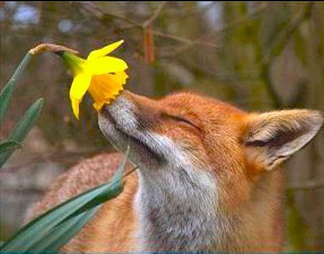 Flower Fox