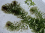 Ceratophyllum submersum...Zartes Hornblatt