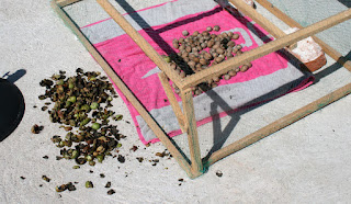 Starting to dry out our walnuts Starting to dry out our walnuts