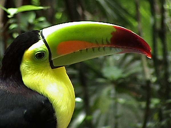 Bird Toucan