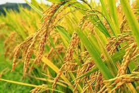 Budidaya tanaman padi sawah hasil melimpah www.gerbang-komputer.com