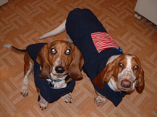Funny DOG Pictures