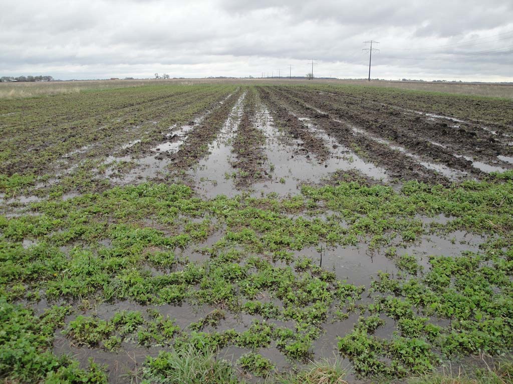 Peasants Plot Sustainable Farm Swampy swamp.