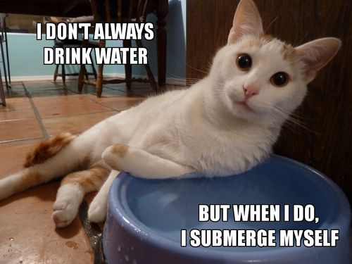 My Dog Has Not Drunk Water All Day My Dog Has Not Drunk Water All Day