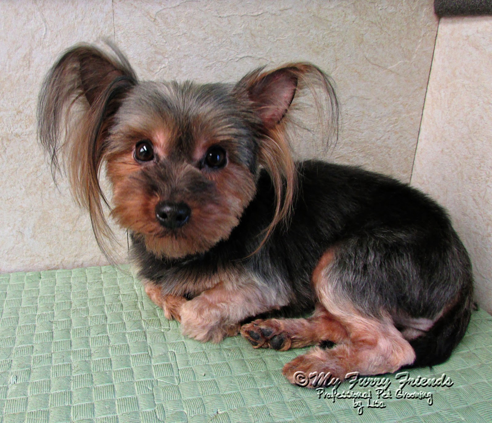yorkie poo grooming yorkie poo puppies u2013 28 grooming u2013 dogs christinascritters page 6 yorkie poo grooming yorkie poo puppies u2013 28 grooming u2013 dogs christinascritters page 6