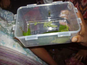 Butterfly, caterpillars, and pupae live specimens being shown to visitors.