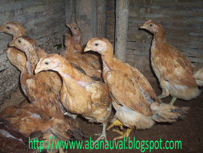 Membuat Anak Ayam Cepat Besar | tips membuat anak kampung cepat besar berternak ayam kampung Membuat Anak Ayam Cepat Besar | tips membuat anak kampung cepat besar berternak ayam kampung