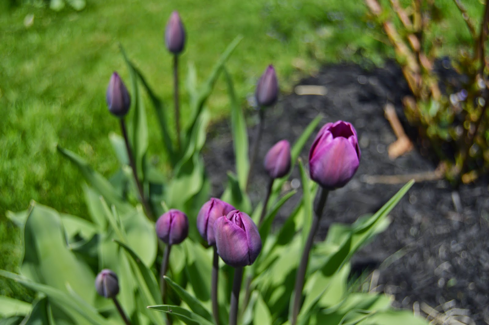 Mini Purple Tulips | Everyday Allison Rae
