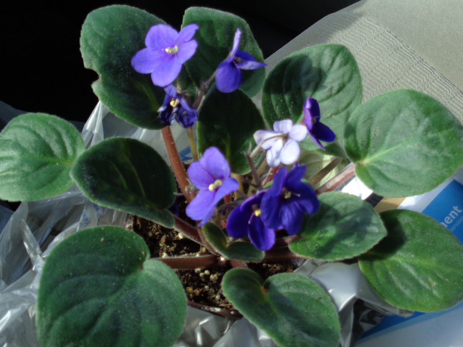 University of Florida/IFAS Charlotte County Extension The African