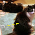 Do Cats Sulk?