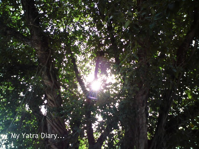 Photographical Memories from the Himalayas: Trees