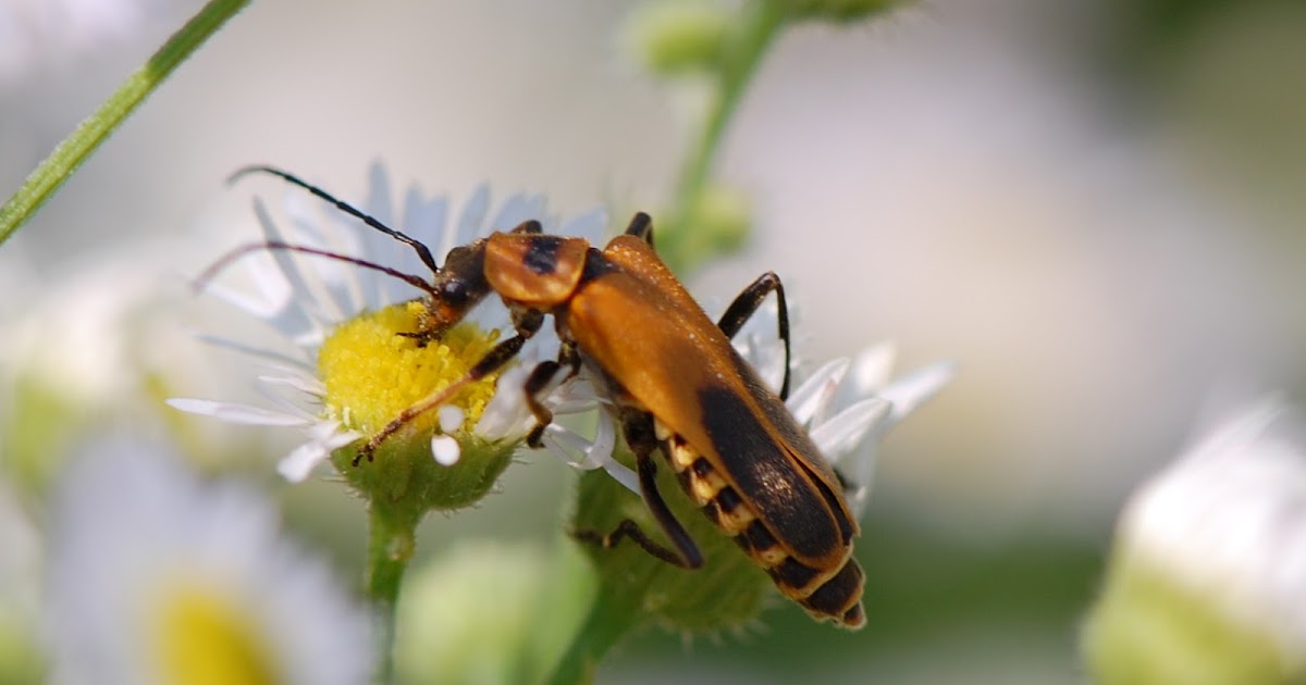 Urban Wildlife Guide The Pennsylvania Leatherwing Beetle