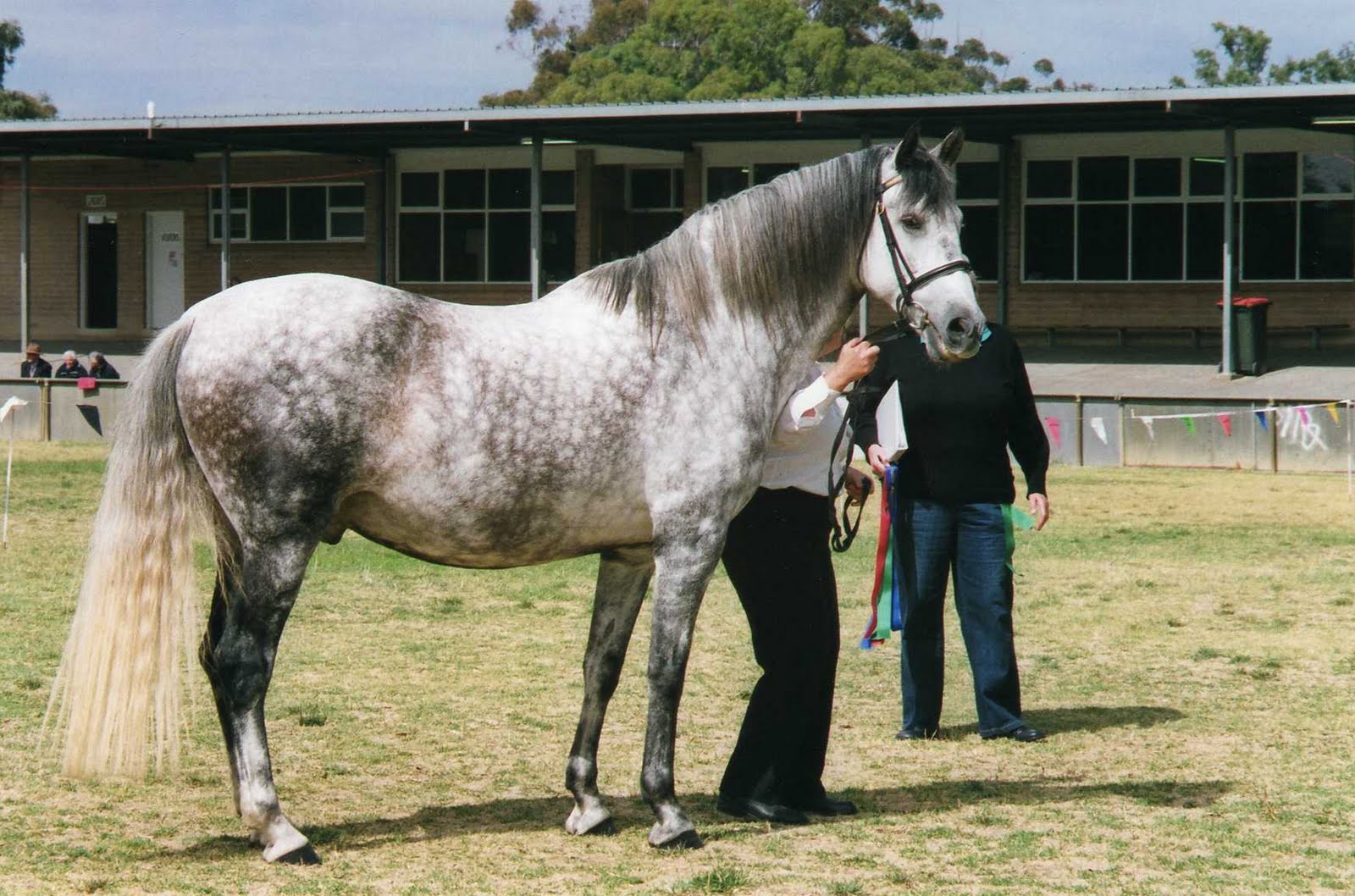 HD Animals Wallpapers: Andalusian horse Wallpapers