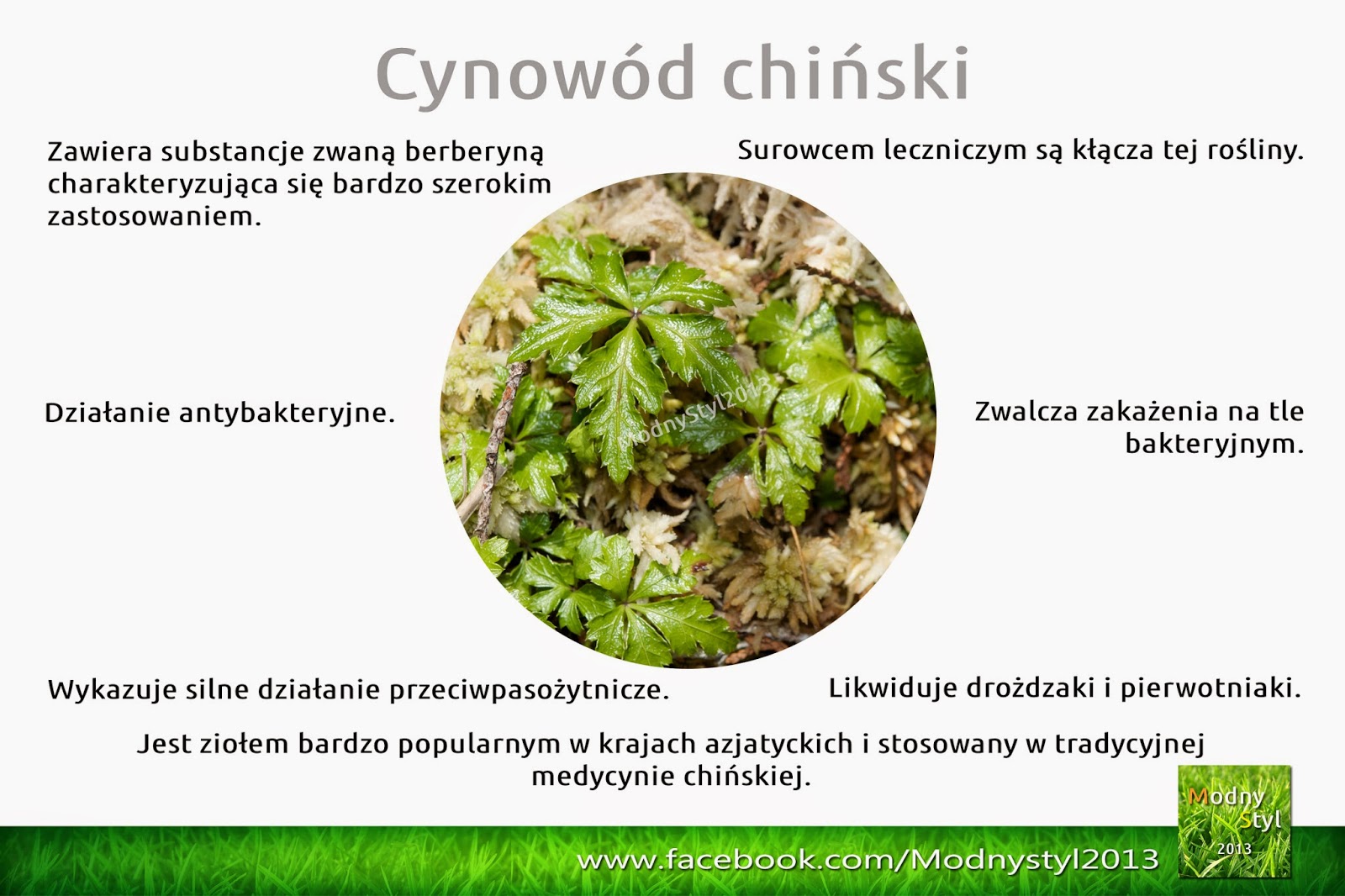 Cynowód chiński