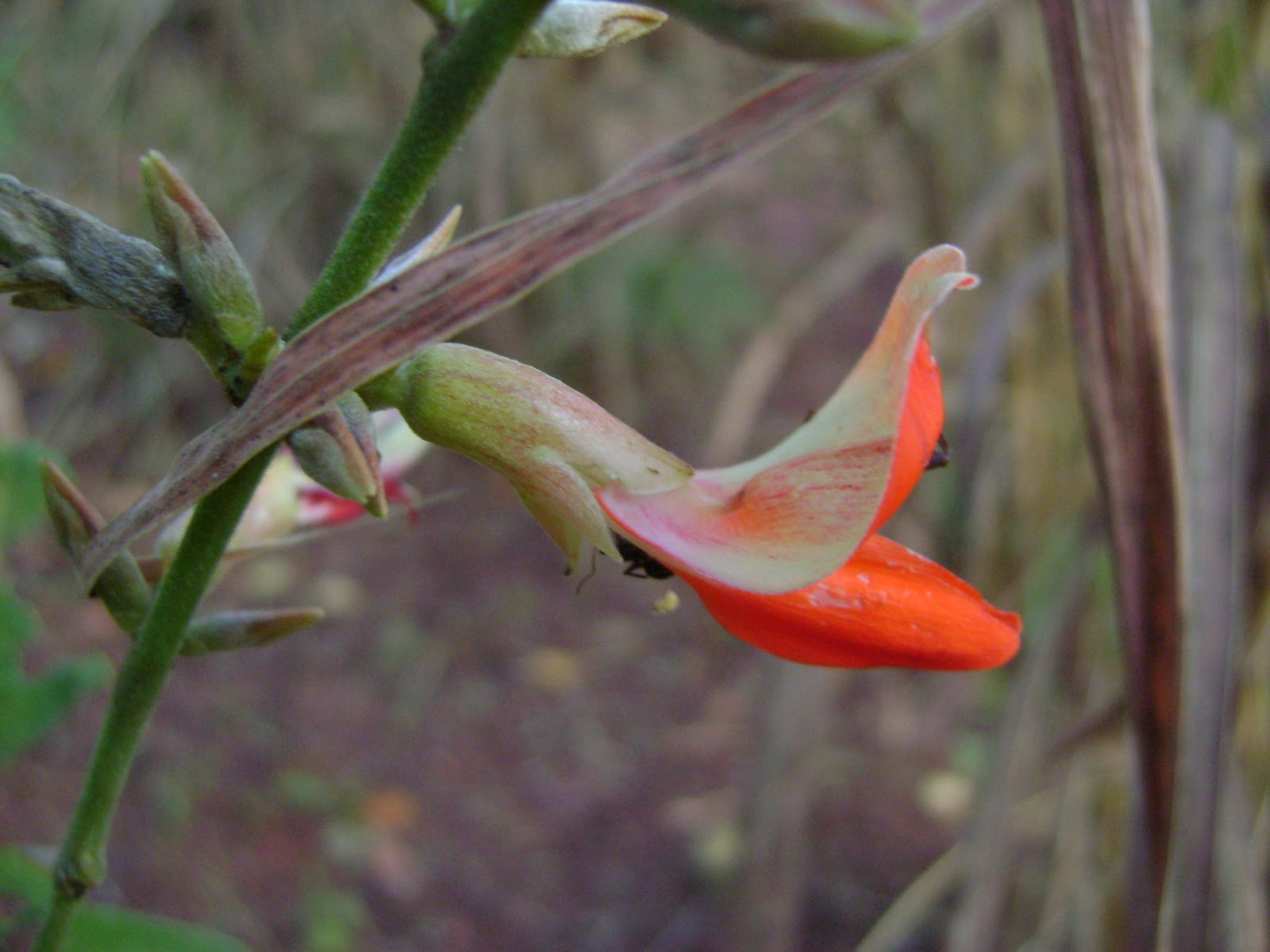 The Flowering plants Leguminosae Fabaceae Fabaceae Camptosema