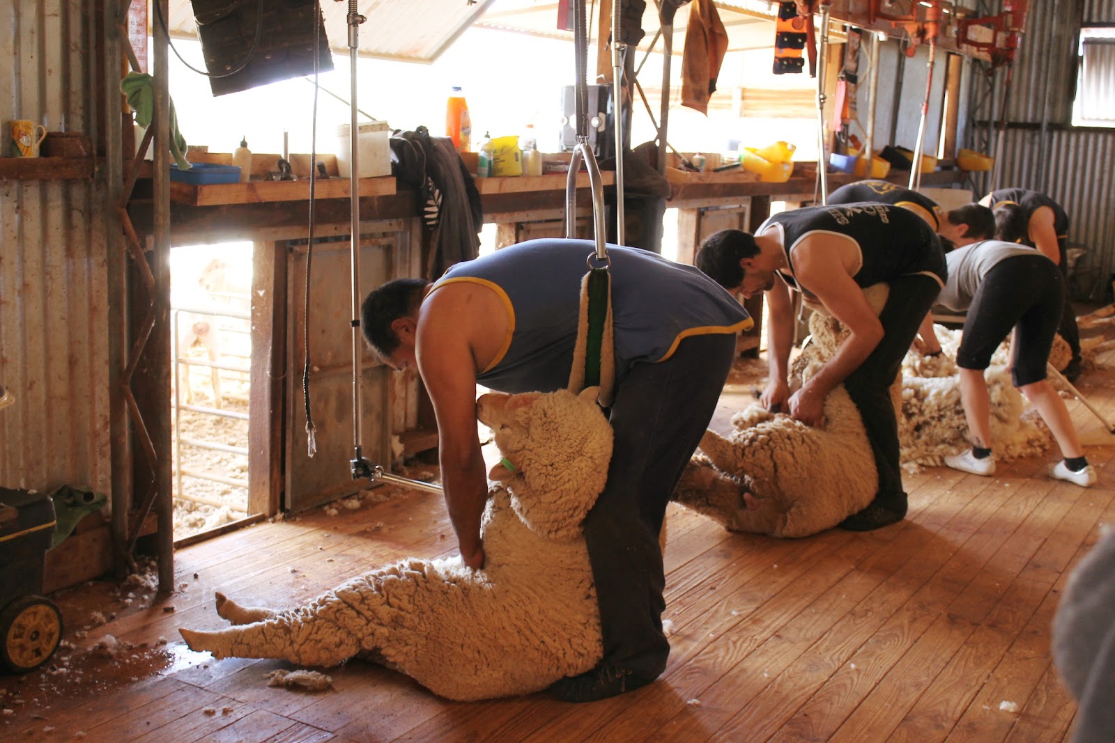 Shearing The Shady Baker