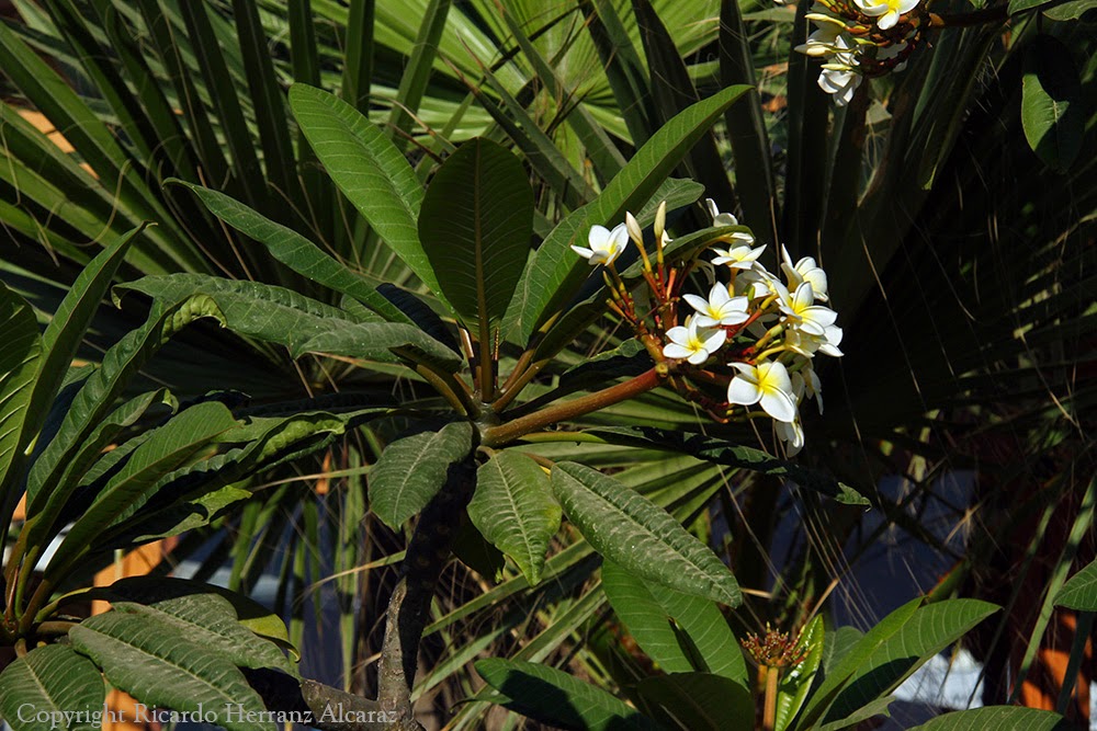 plomeria libertad fotosricardo h plumeria frangipani plomeria libertad fotosricardo h plumeria frangipani