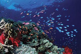 Great Barrier Reef, Queensland, Australien Great Barrier Reef, Queensland, Australien