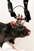 Neuroscientific Rat.