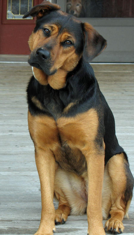 german shepherd and rottweiler golden retriever german shepherd mix available for adoption breeds picture german shepherd and rottweiler golden retriever german shepherd mix available for adoption breeds picture
