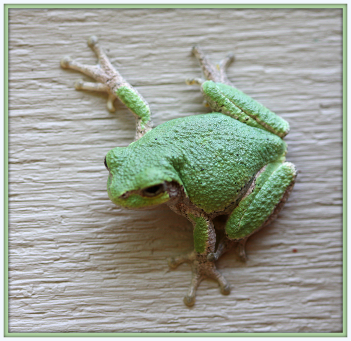 Walk With Father Nature "Blog" The Tree Frog