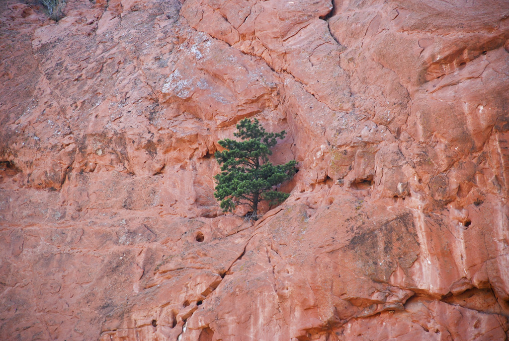 Одинокое дерево на скале в Саду Богов