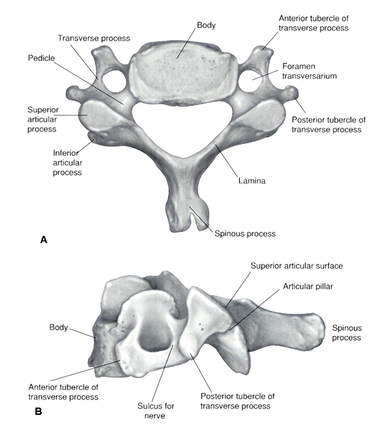 Atlas Y Axis