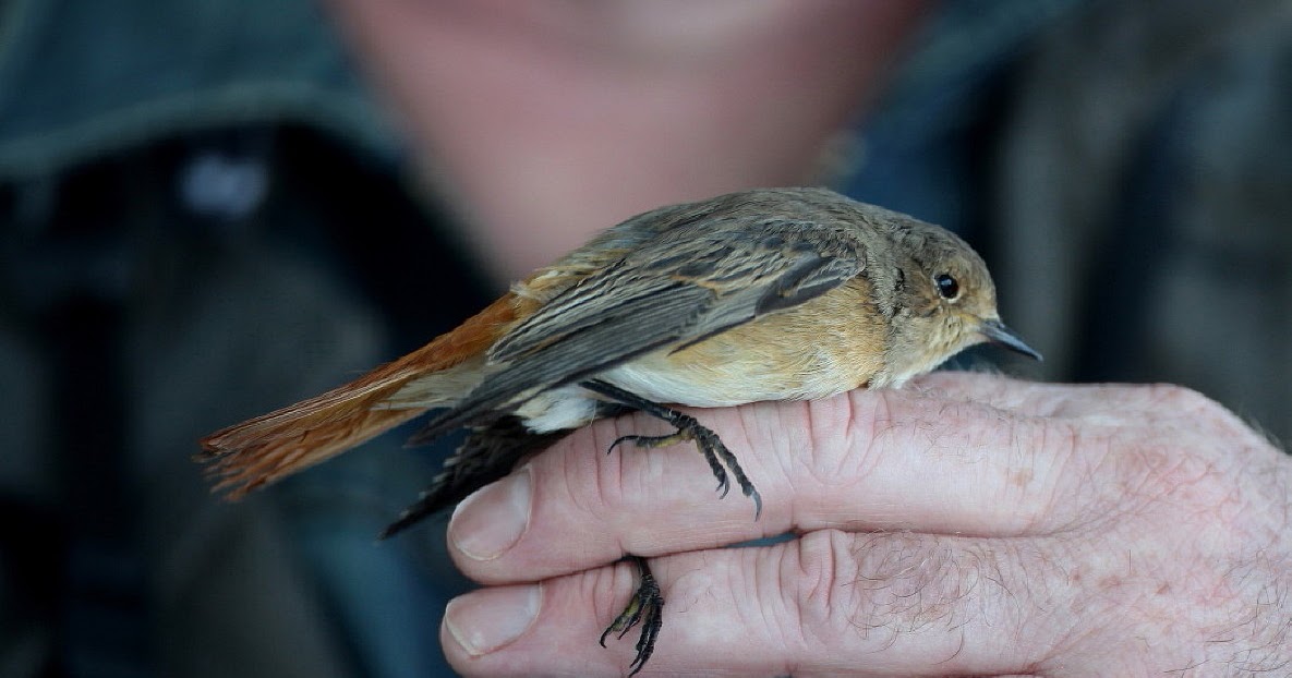 Steve Hinton Wildlife Photography The Bay of Biscay.