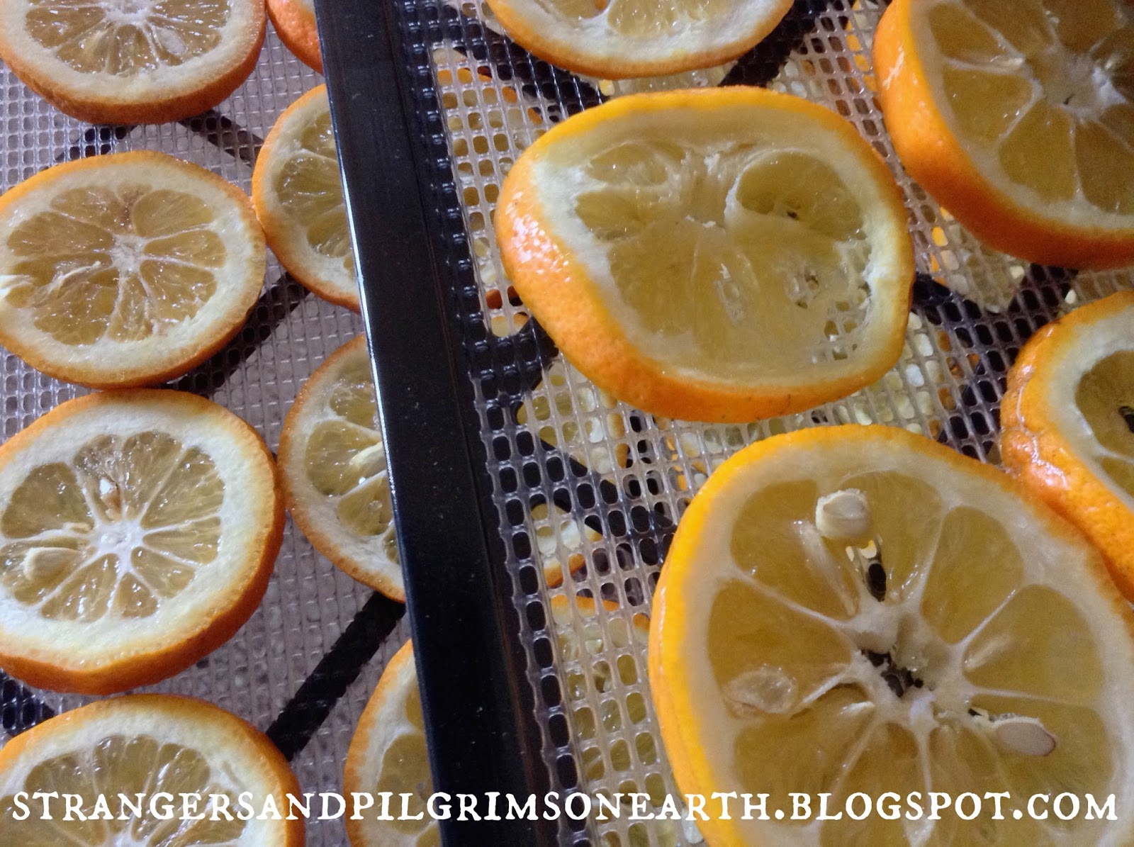 Strangers & Pilgrims on Earth How to Dry Citrus Slices & What to Do