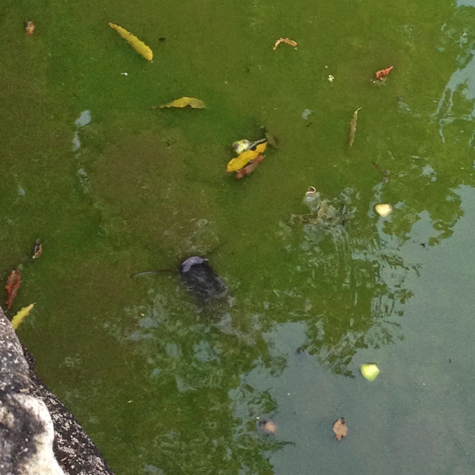 Copyright © 2014 Shea Sonia (@SheaSonia) ALL RIGHTS RESERVED Ikan keli in Wat Phikulthong pond