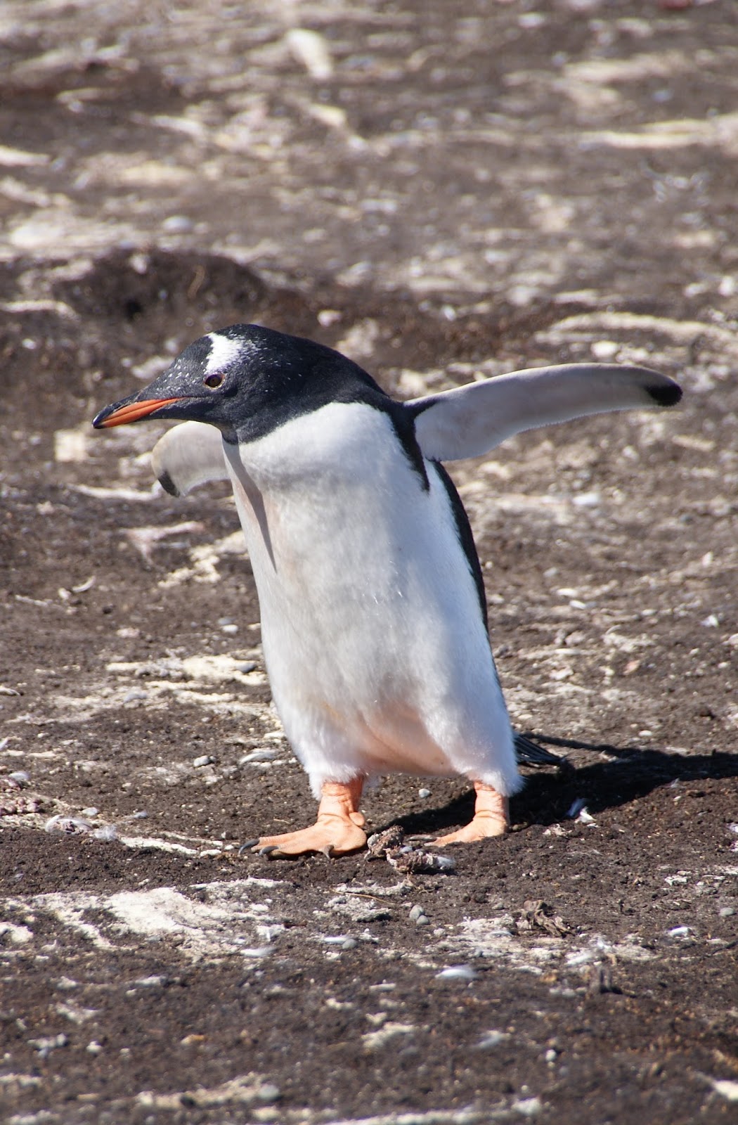 My Bird Blog: Gentoo Penguin