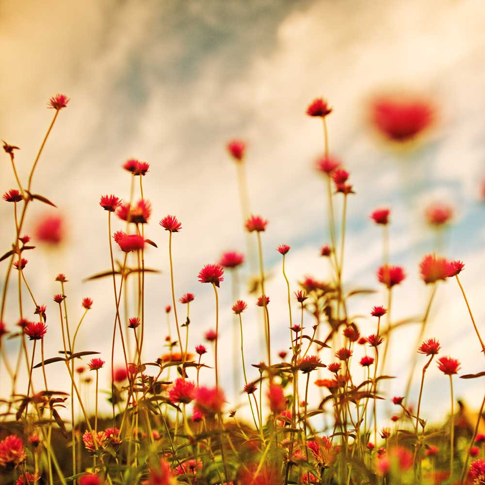 Vintage Flower Photography Vintage Flower Photography