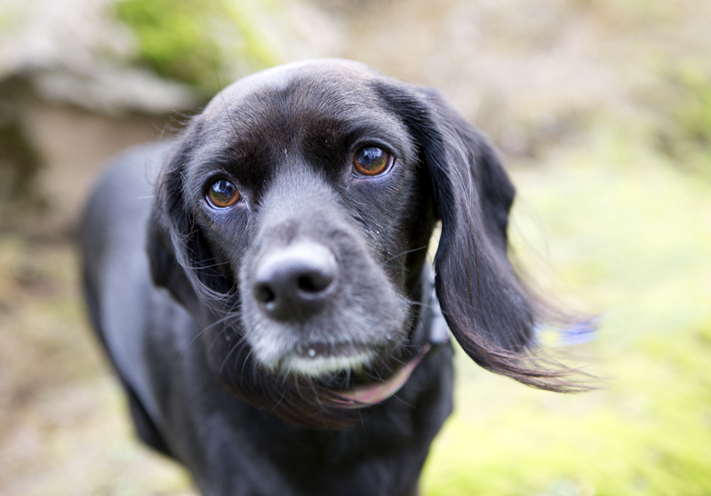 Cocker Spaniel Beagle Lab Mix