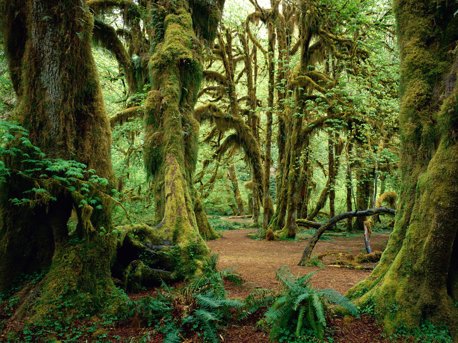 rainy forest background