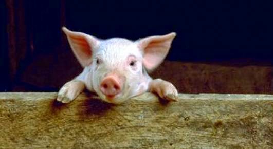 external image sghpfo655830.jpg