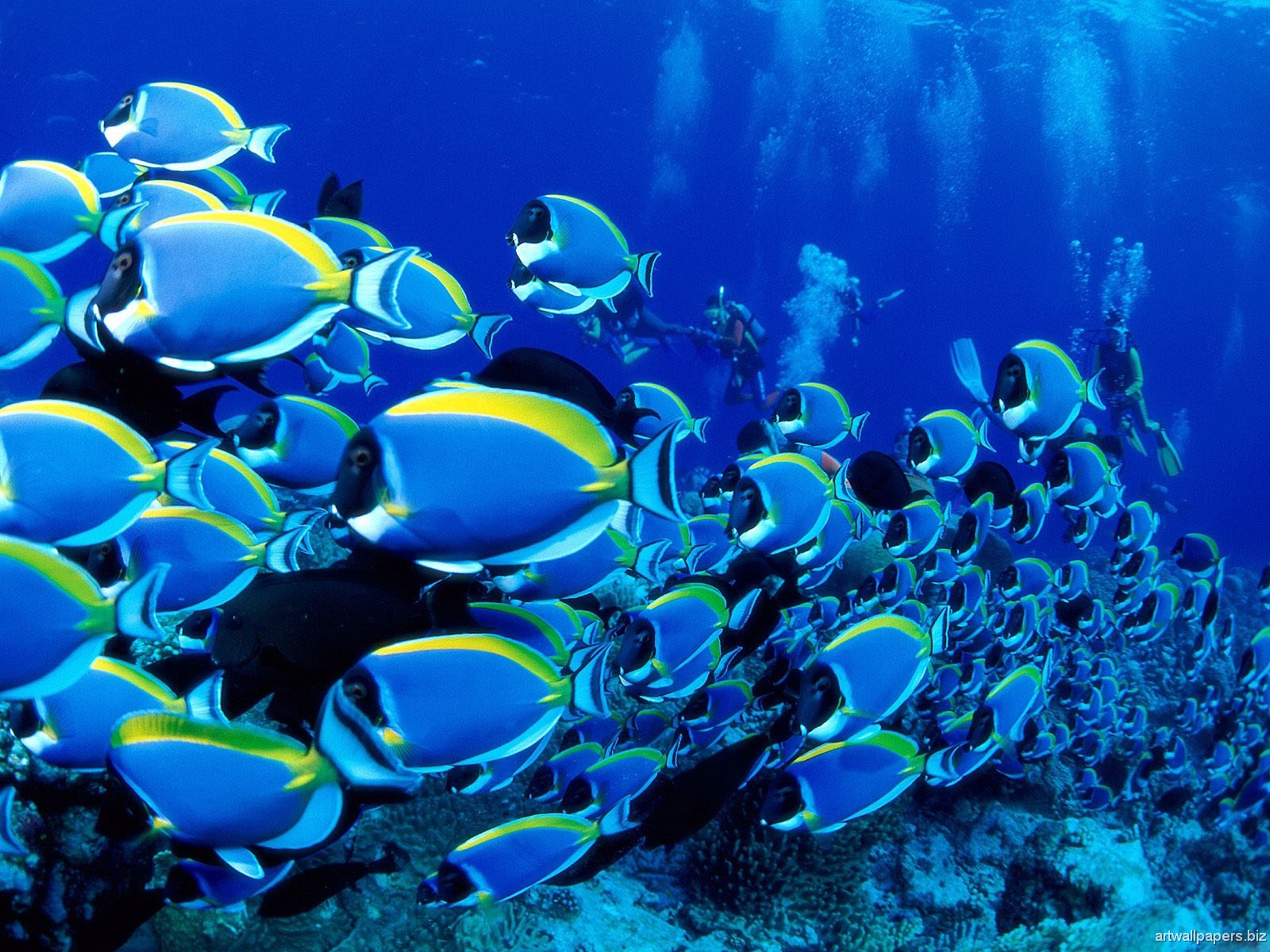 http://4.bp.blogspot.com/-mv1cJkxOvZI/T3_CavlH__I/AAAAAAAABiU/rz8Gimg_3_Y/s1600/desktop+hd+wallpapers+1080p+(18).jpg