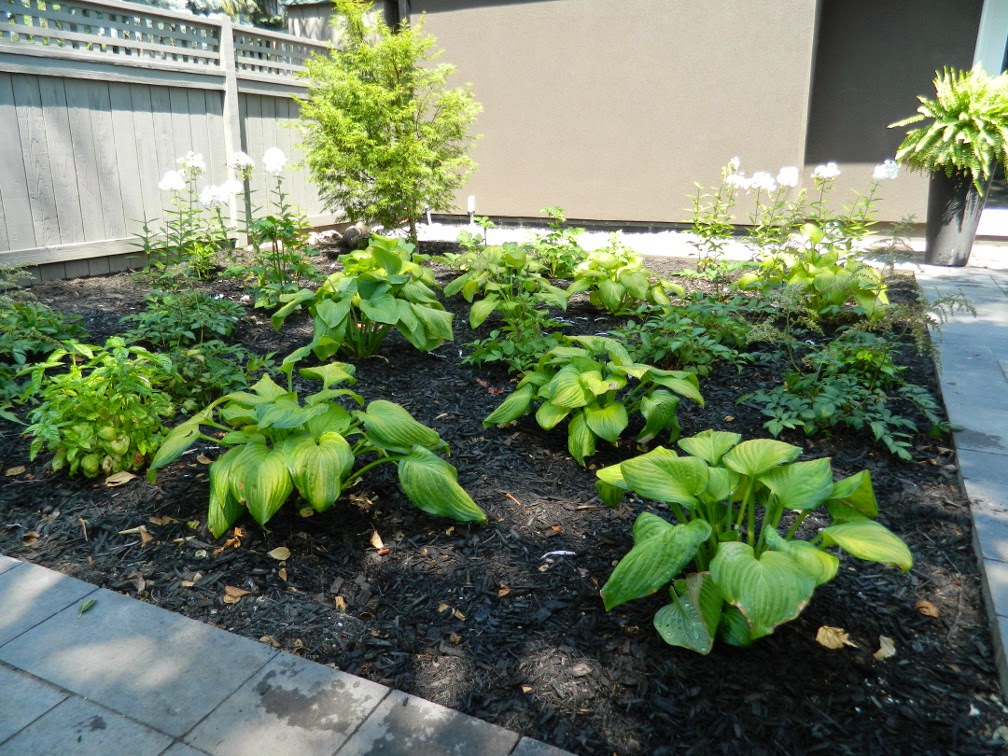 the danforth Toronto garden design after by Paul Jung Gardening Services the danforth Toronto garden design after by Paul Jung Gardening Services
