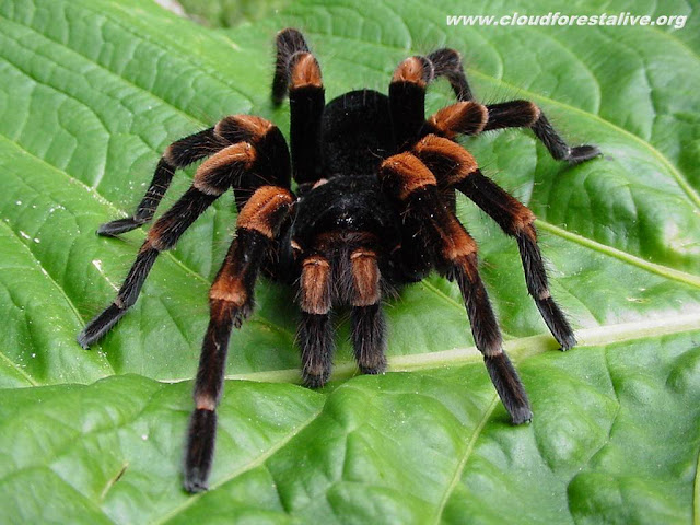 Giant Tarantula spider, Tarantula Pictures, Tarantula Facts ...