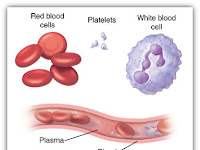 Blood Diagram Blood Diagram