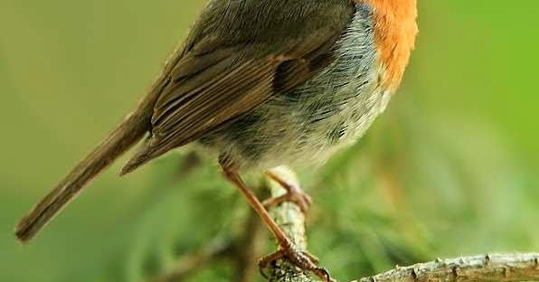 can you hear the birds sing hear the birds can you hear the birds sing hear the birds